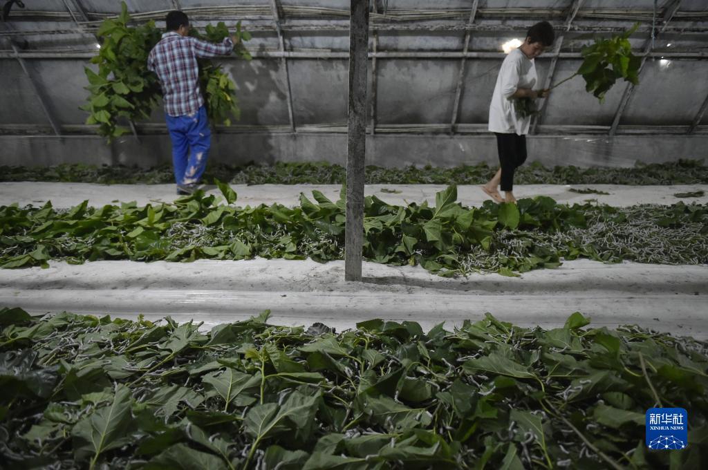 波克捕鱼下载